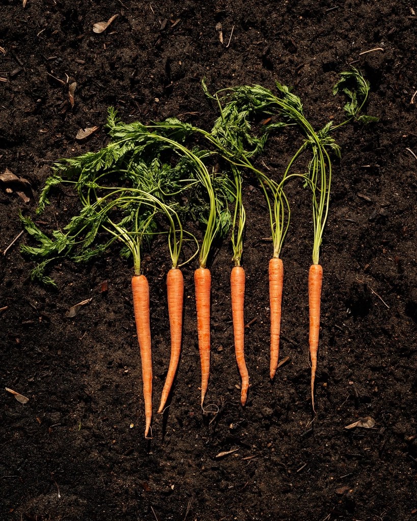Prose: “The Carrot Poopgate Affair: The Secret History of Poopgate, Carrots, and President Amar Akbar Anthony, our First US President with Multiple Personalities” by Hafeez&nbsp;Diwan