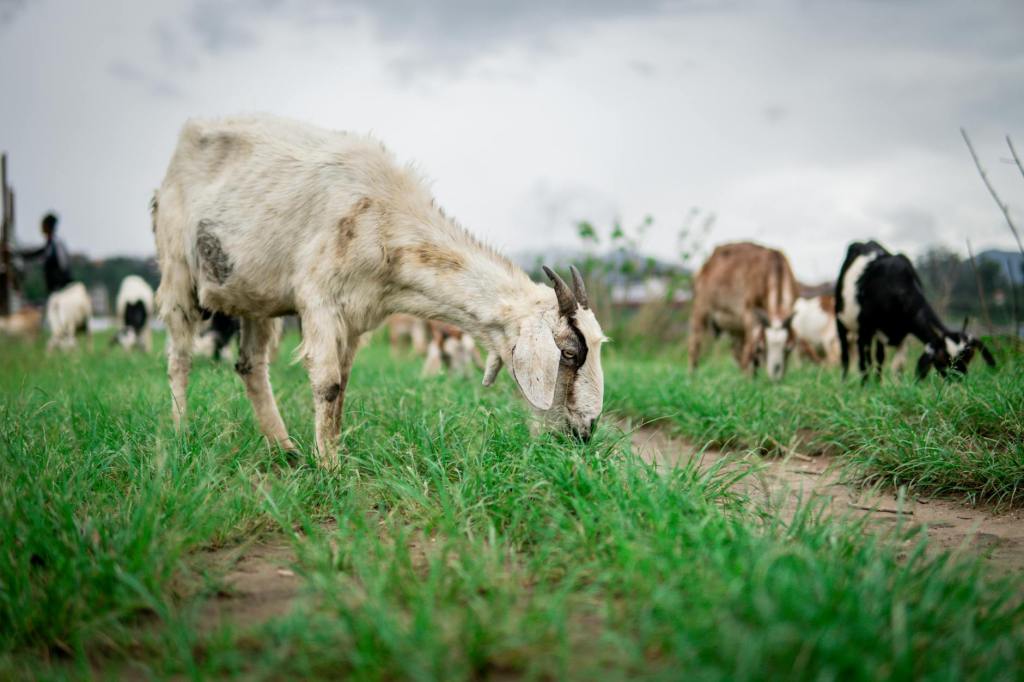 Prose: “Goat Herd” by Dan&nbsp;Pinkerton