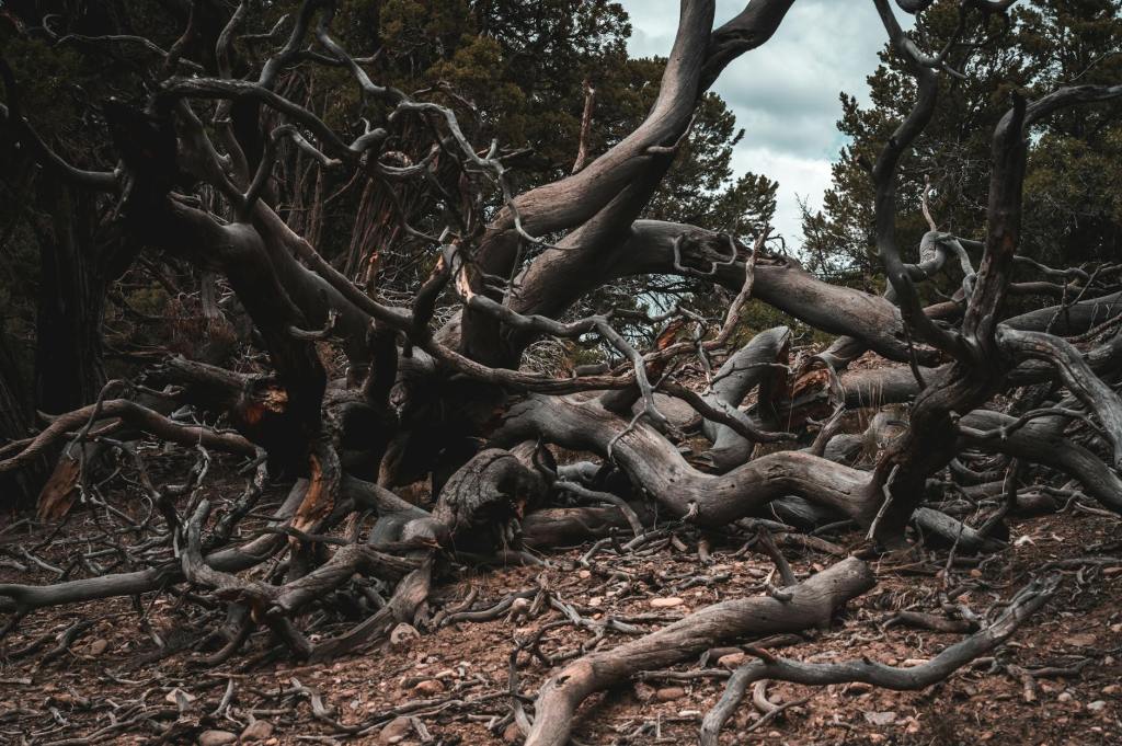Prose: “The Storm,” by Grant&nbsp;Gaugash