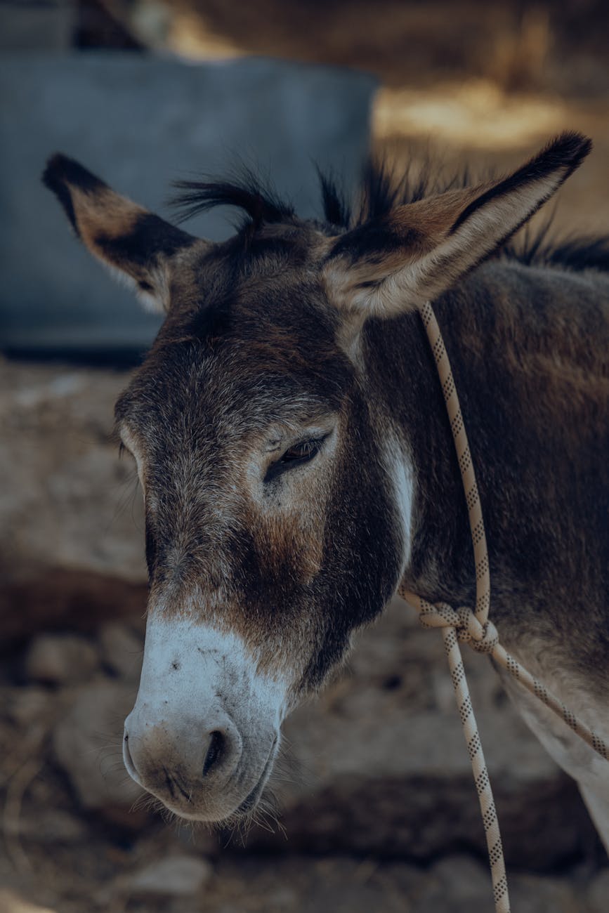 Prose: “Djinns of the River,” by Jordan&nbsp;Gabriel