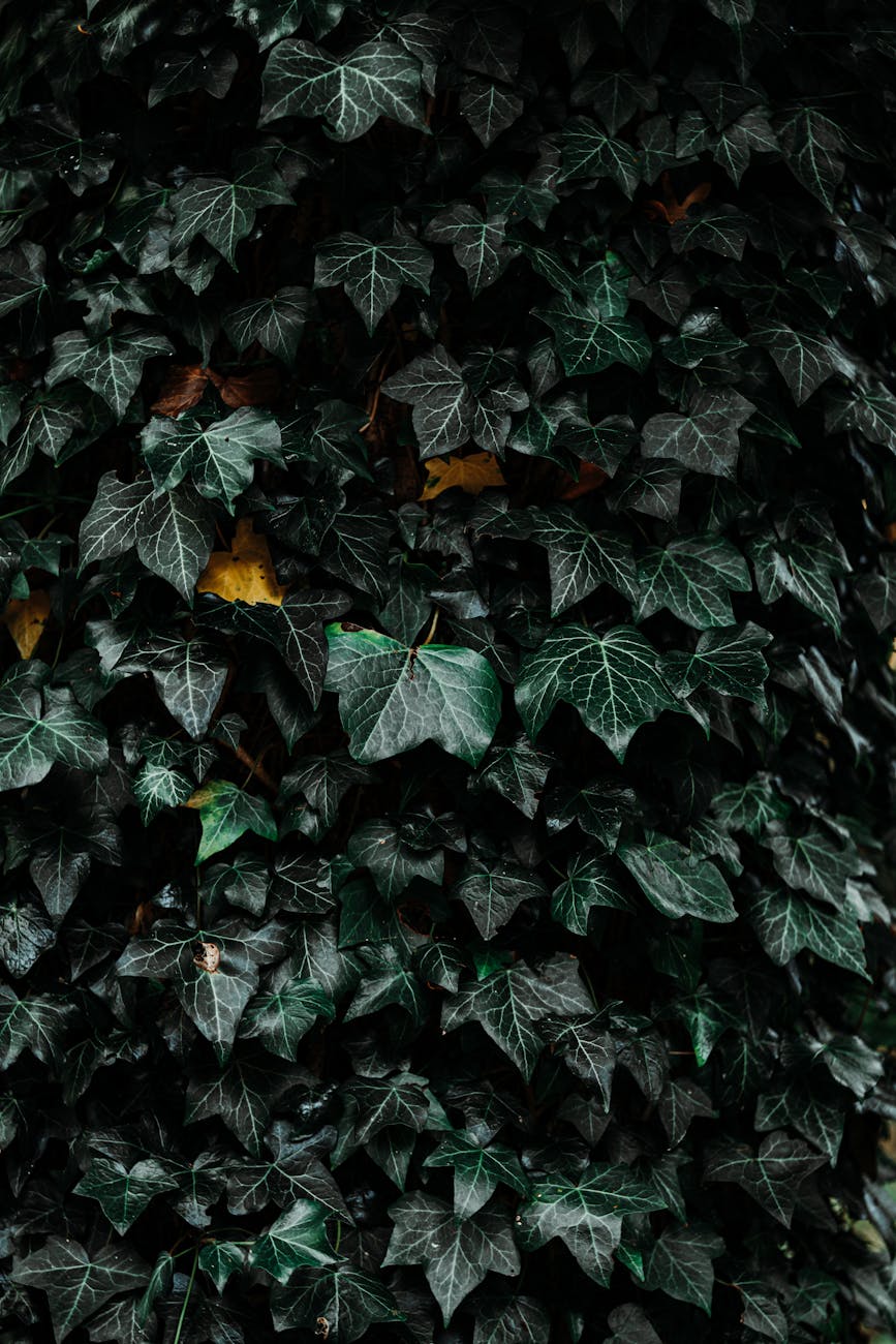 Poetry: “Forests sleep through storms,” by Jay&nbsp;Grummel