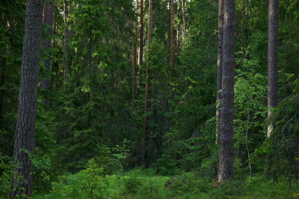 Prose: “The Glimmering Woods,” by Richard&nbsp;Jacobs