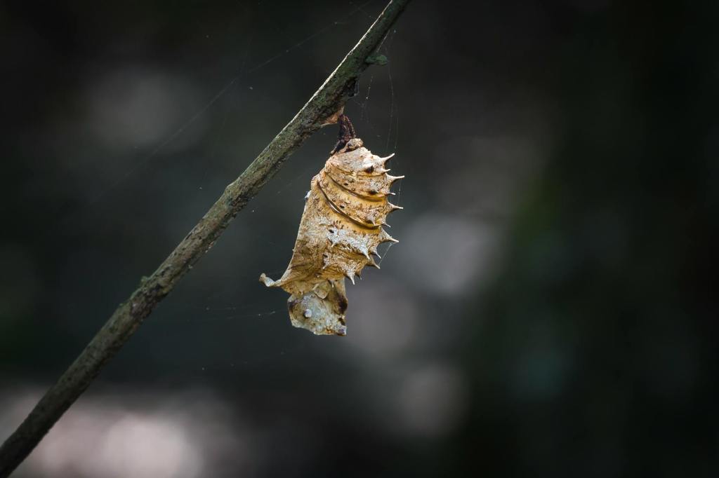 Poetry: “Fall or fly?” by Trevor&nbsp;Cunnington