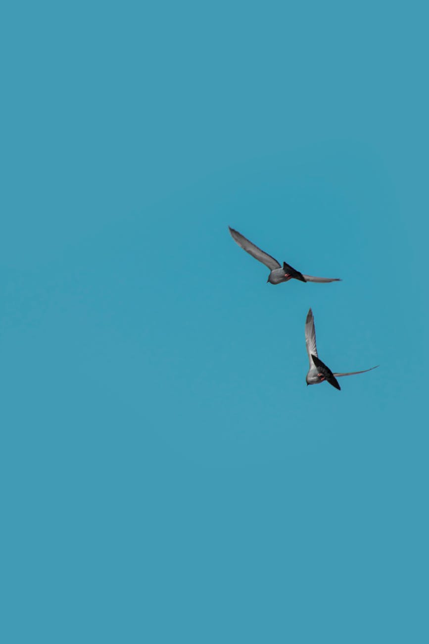 Poetry: “Bird Alert,” by Andrea&nbsp;Giugni