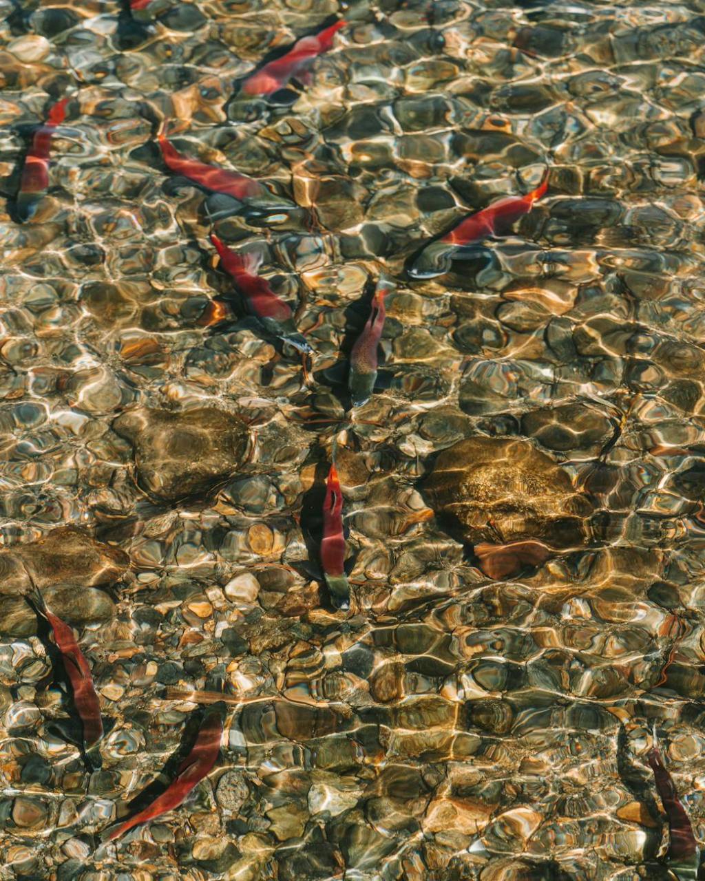 Poetry: “Fishing for Winter King Salmon,” by Tina&nbsp;Johnson